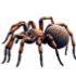 araignées