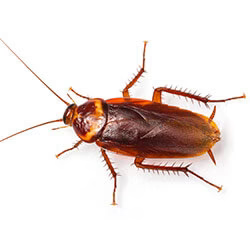 blatte cafard américain