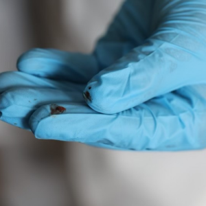 excrément punaises de lit