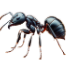 fourmis