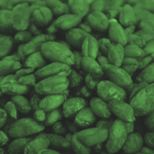 graine céréale dératisation