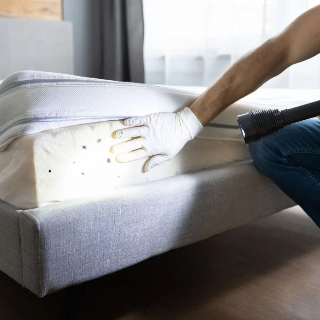 matelas punaises de lit