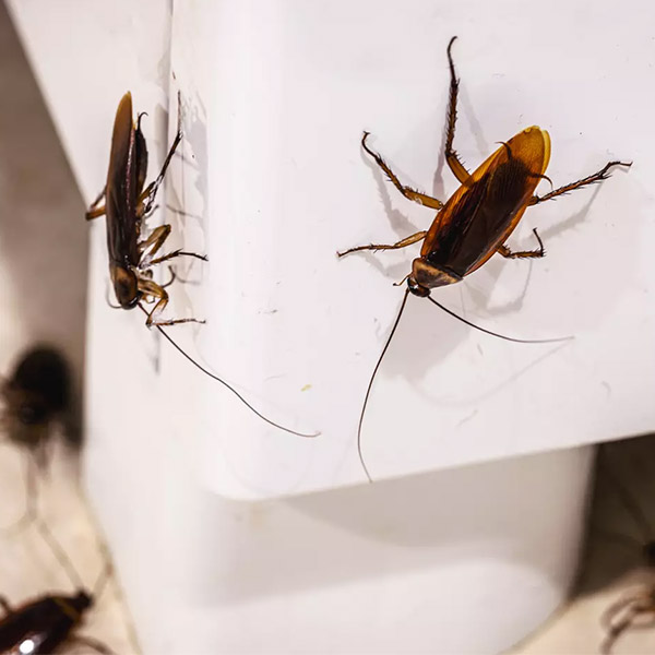 Cafards dans la cuisine à Montreuil