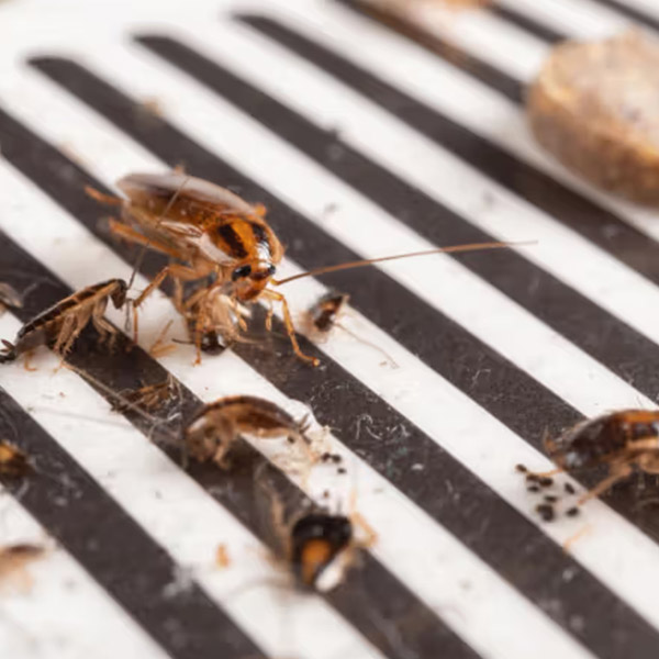 Extermination des blattes à Nanterre