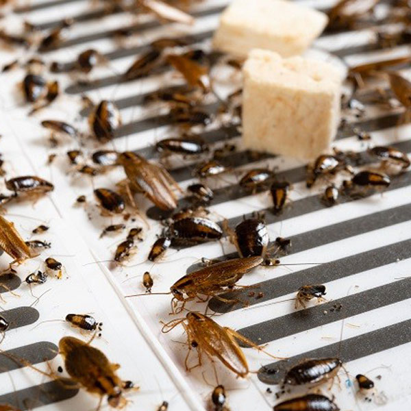 Invasion cafards à Créteil 94000